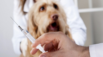 Бесплатная вакцинация домашних животных против бешенства